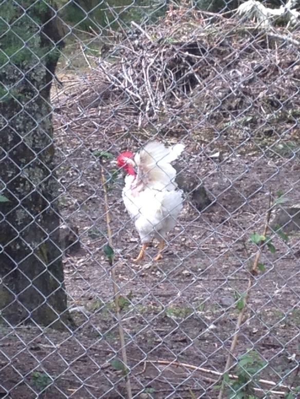 Totally unrelated to autism. Just a chicken that I saw in someone's yard on my way to my sister-in-law's house and really liked.